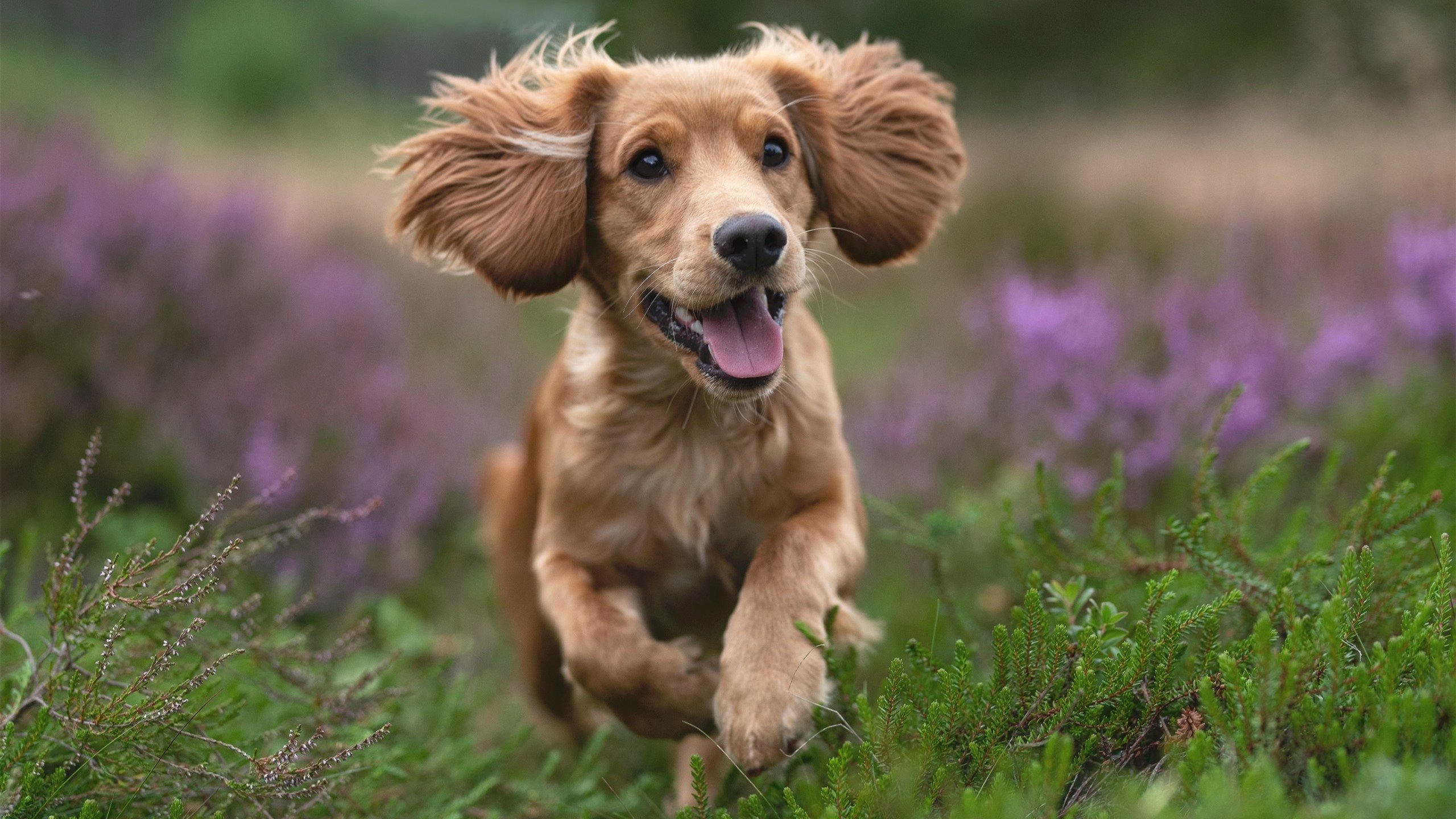 决战时刻：季后赛激烈对抗的精彩瞬间，决赛战况