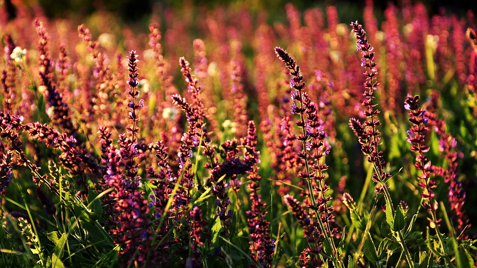 史上最佳“欧洲金靴”获得者盘点,如何评价欧洲金靴 知乎